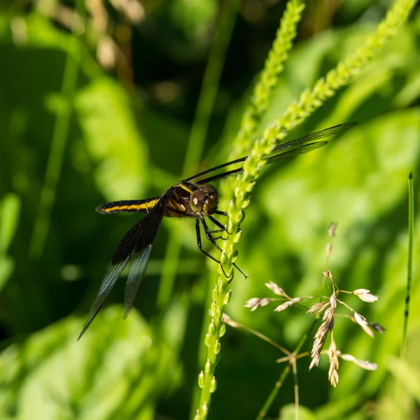 WIdow Skimmer — Stock Photo, Image