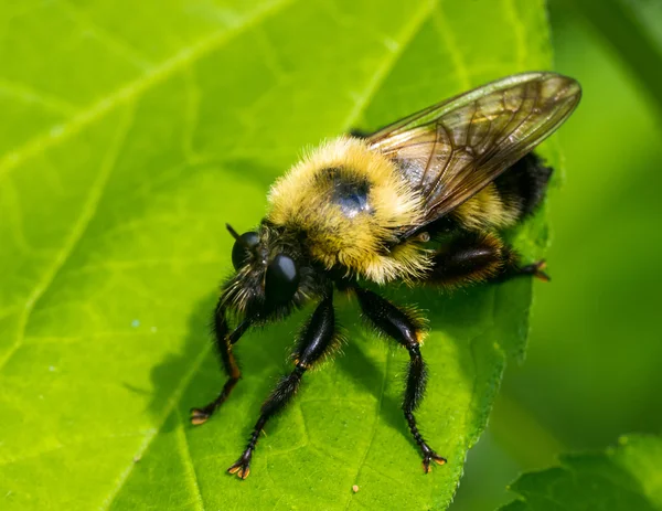 Bumble Bee — Stock Photo, Image