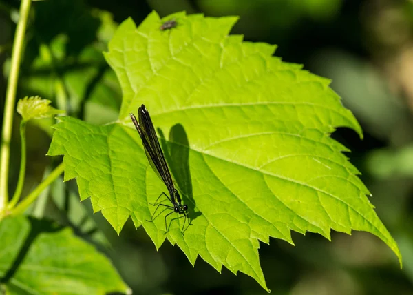 Ebony Jewelwing egyenlő szárnyú szitakötők — Stock Fotó