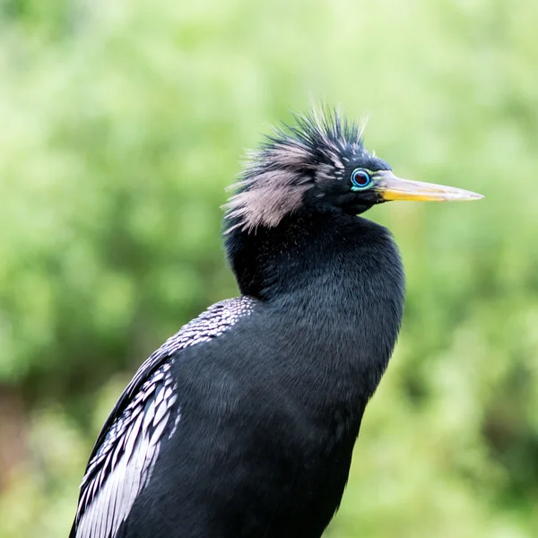 Ananinga — Fotografia de Stock