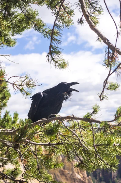 Yellowstone Kanyon de raven — Stok fotoğraf