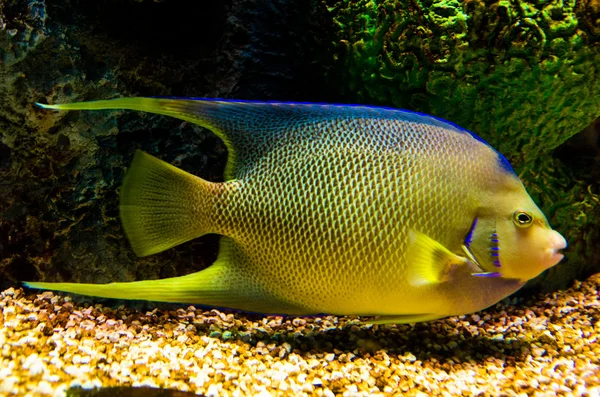Kraliçe angelfish