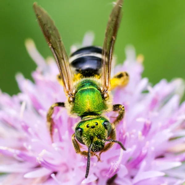 Metallisch grüne Biene — Stockfoto