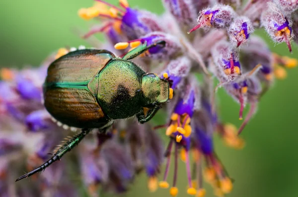 Parlayan yaprak Chafer böceği