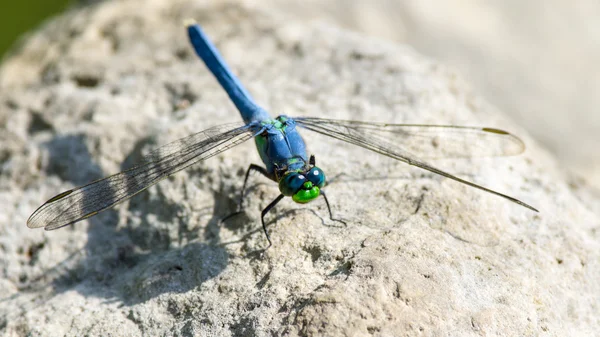 Libélula da lagoa oriental — Fotografia de Stock