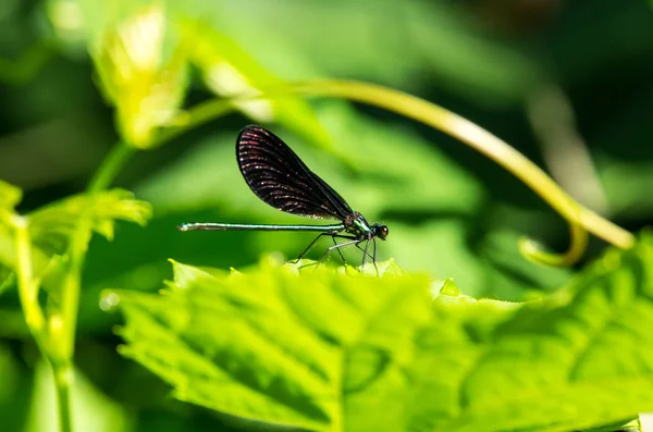 Ébano joalheria damselfly — Fotografia de Stock