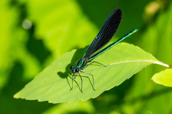 Ebony Jewelwing Damselfly — Stock Photo, Image