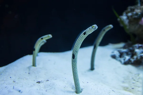 yılan balığı balık