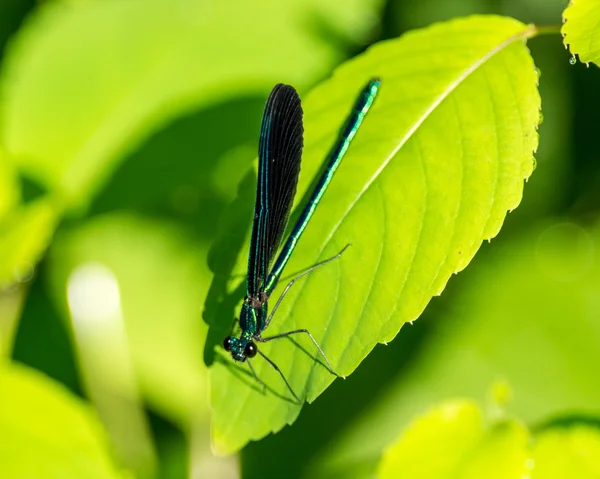 Ebony Jewelwing Damselfly — Stock Photo, Image