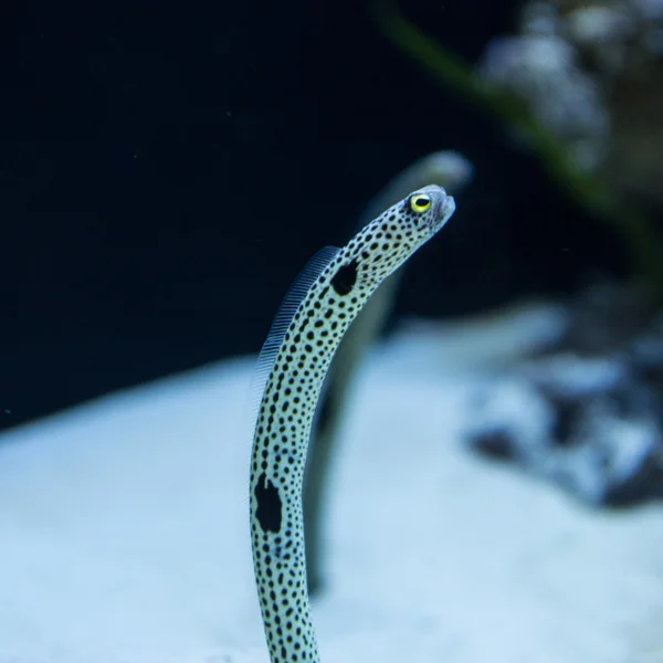 Pez anguila —  Fotos de Stock