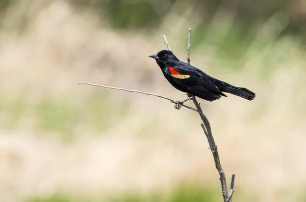 Red-Winged Blackbird — Stock Photo, Image