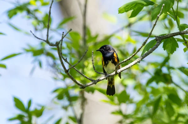 Setophaga ruticilla — Foto de Stock