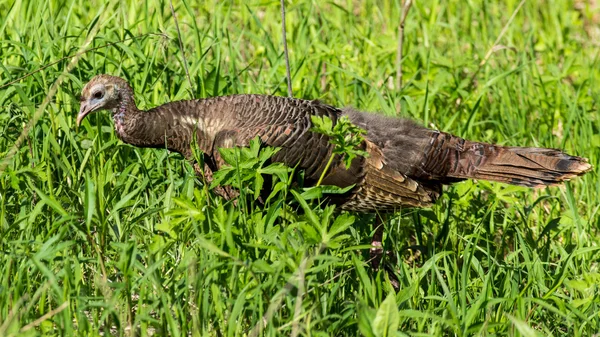 Kura dzikiego indyka w trawie — Zdjęcie stockowe