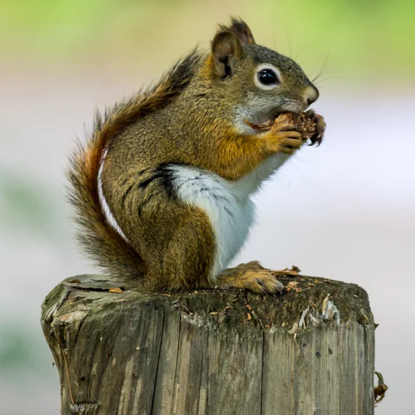 Amerikaanse rode eekhoorn — Stockfoto