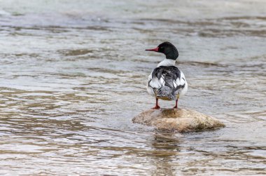 ortak merganser