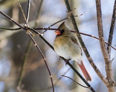 kadın Kuzey Kardinal