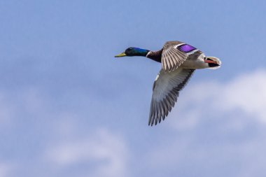 Mallard Drake in Flight