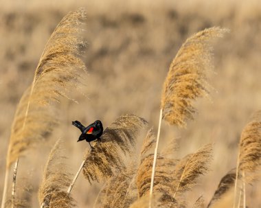Kırmızı - kanatlı karakuş