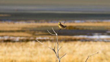 Batı Meadowlark ağaca tünemiş
