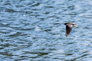 Ağaç Swallow su üzerinde