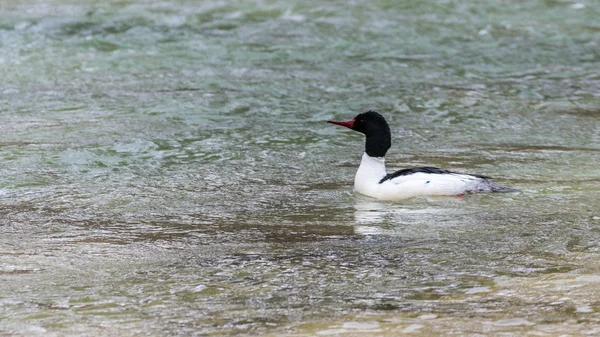 Común Merganser Drake —  Fotos de Stock