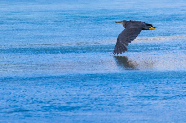 Pacific Reef Heron — Stockfoto