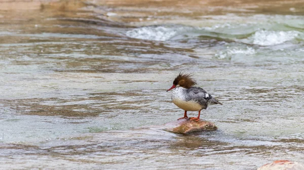 Gallina común de Merganser —  Fotos de Stock