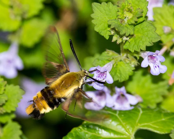 Snowberry Clearwing Moth — Stok Foto