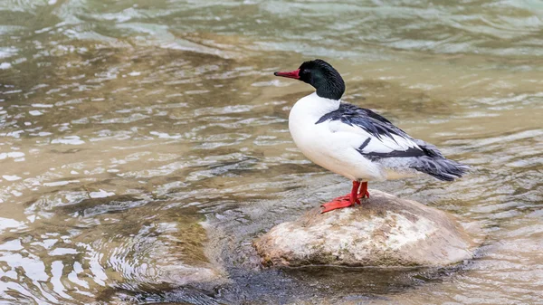 Común Merganser Drake —  Fotos de Stock