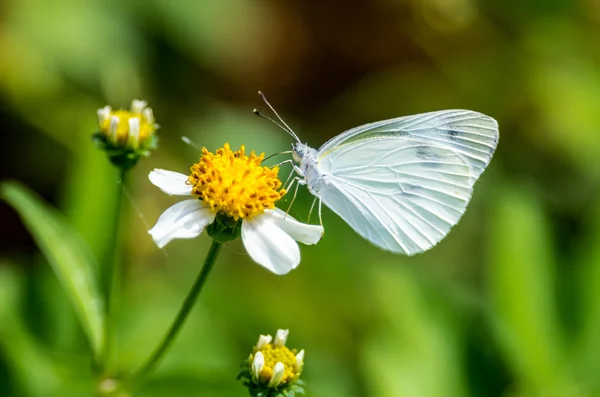 White Butterfly — Stock Photo, Image