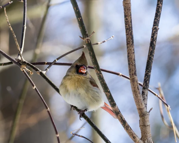 Female Northern Cardinal — Stock Photo, Image