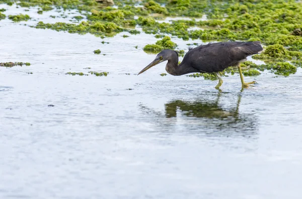 Pacific Reef Heron — Stock Photo, Image