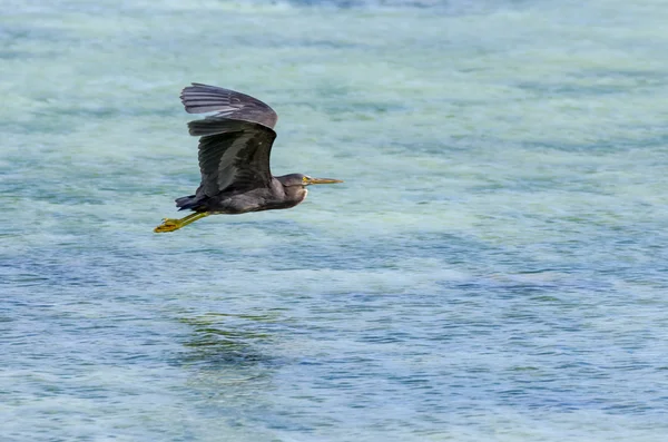 Pacific Reef Heron — Stockfoto