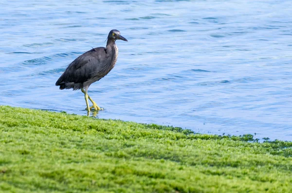 Bělobřichého heron — Stock fotografie