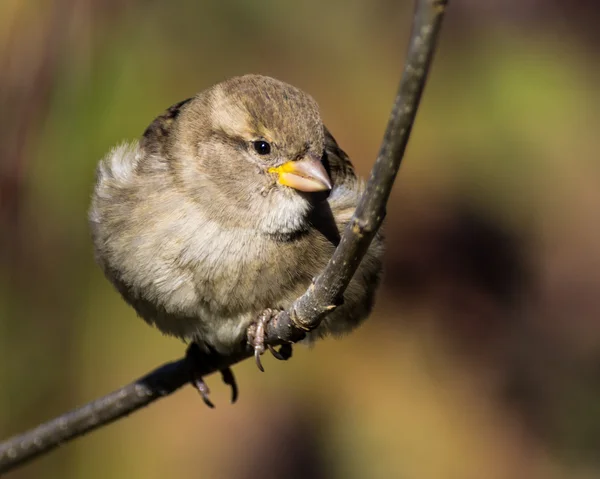 House Sparrow — Stock Photo, Image