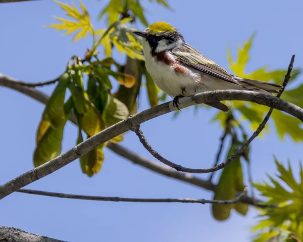 Paruline à côtés châtaigniers — Photo