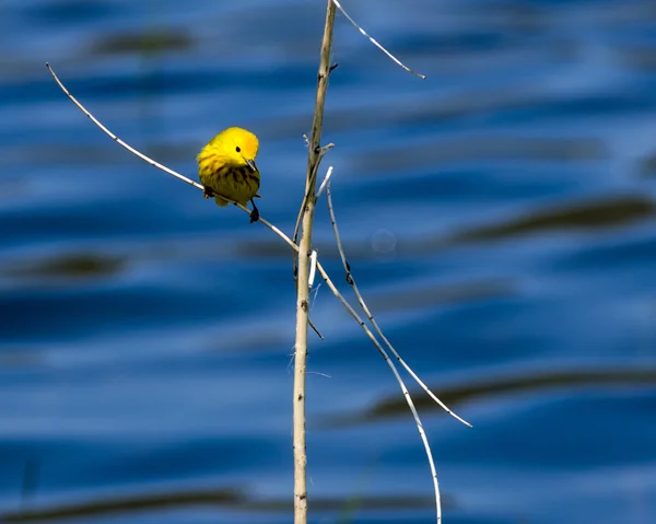 Yellow Warbler — Stock Photo, Image