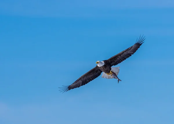 Aquila calva che trasporta pesce — Foto Stock