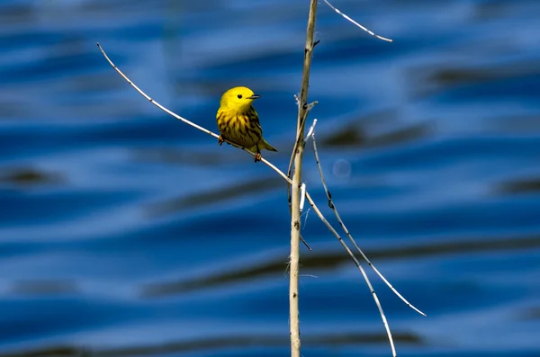 Parula gialla — Foto Stock