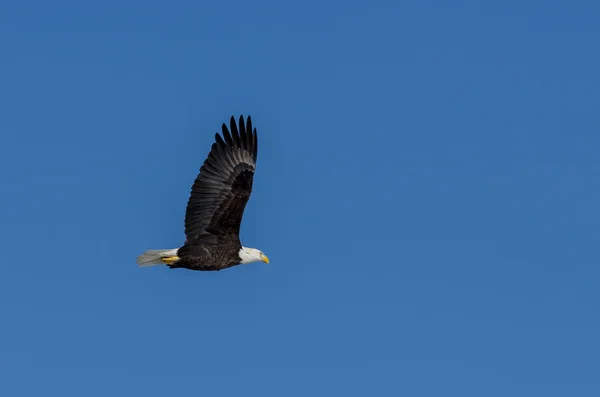 Στα ύψη το φαλακρός αετός — Φωτογραφία Αρχείου