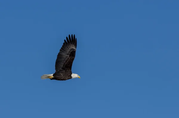 Aquila calva in volo — Foto Stock