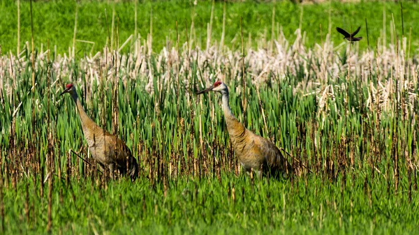 Sandhill Cranes — Stock Photo, Image