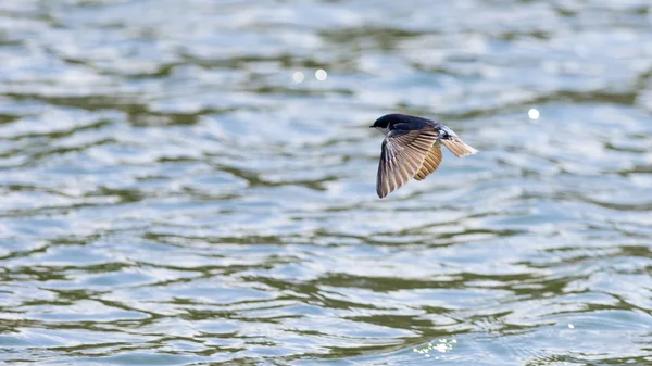 Tree Swallow över vattnet — Stockfoto