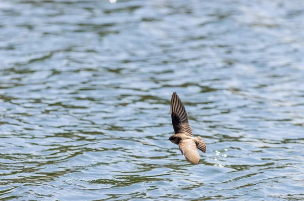 Tree Swallow över vattnet — Stockfoto