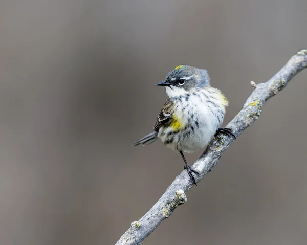 Gul-rumped skogssångare — Stockfoto