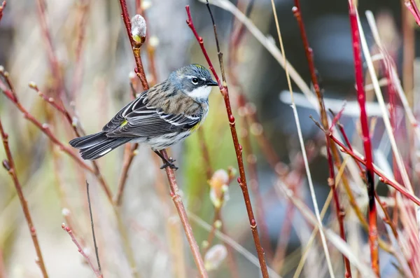 Yellow-Rumped Warbler — Stock Photo, Image