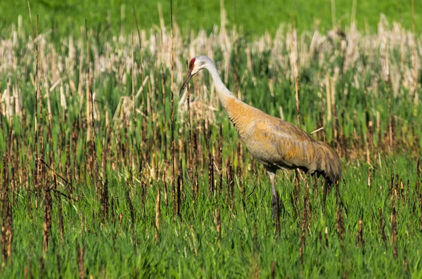 Sandhügelkran — Stockfoto