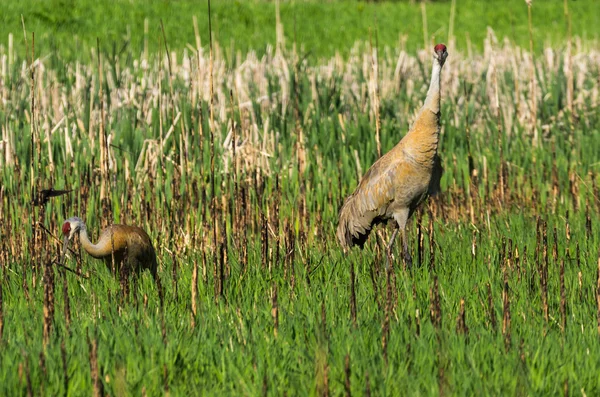 Grúa de Sandhill — Foto de Stock