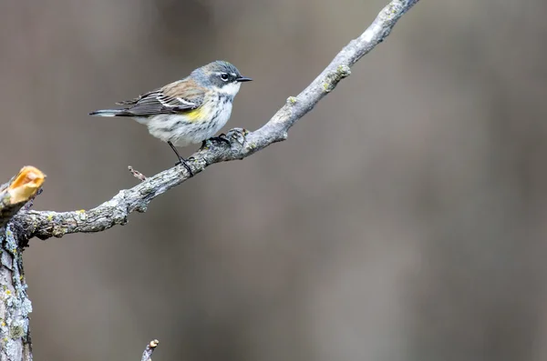 Yellow-Rumped Warbler — Stock Photo, Image