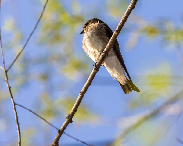 Träd swallow — Stockfoto